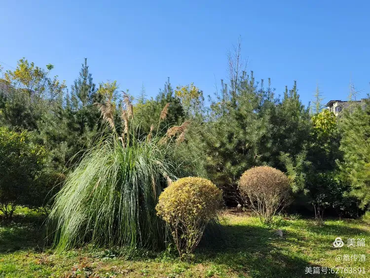 冬游曲江花影公园